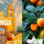 Orangîa